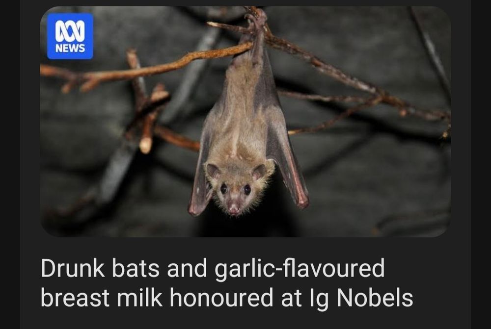 Screenshot of a news headline. There is an image of a fluffy bat hanging upside down from a tree branch. Beneath it is a headline that reads: "Drunk bats and garlic-flavoured breast milk honored at Ig Nobels"