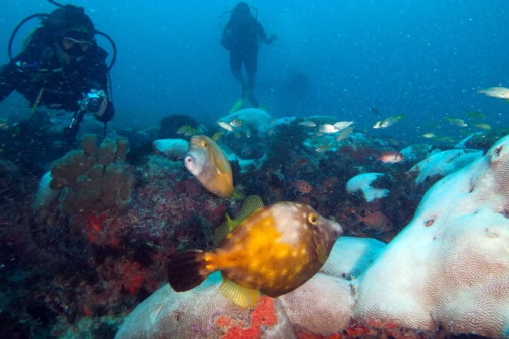 Metade das espécies de peixes do Brasil pode ser prejudicada caso perda de recifes chegue a 25%