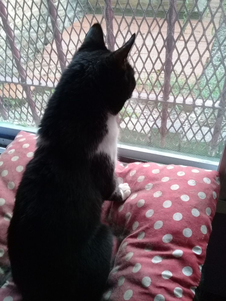 A tuxedo cat sits on a red pillow with white polka dots, looking intently through a window