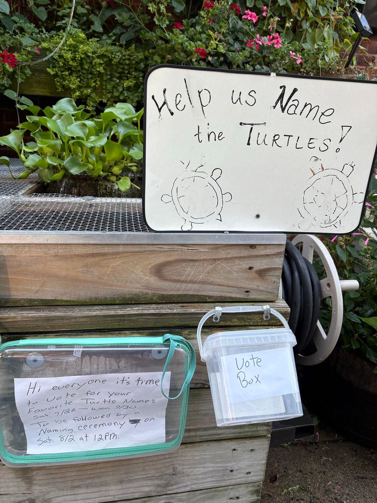 Help us name the turtles sign in front of a turtle tank with handmade vote box and instructions 