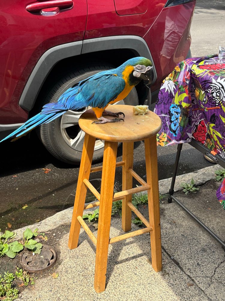 A parrot on a stool, eating cake 