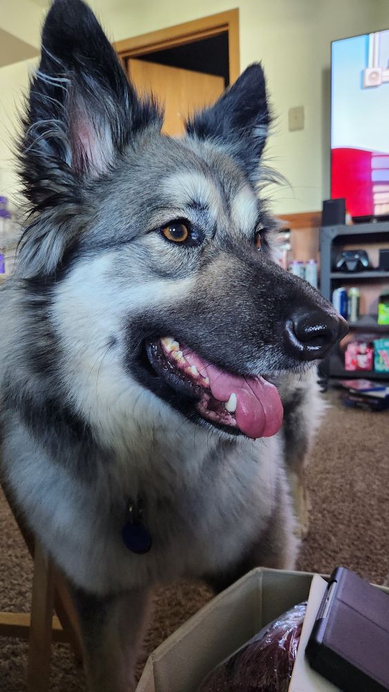 A German Shepard mix dog smiles with her tongue out inside a house