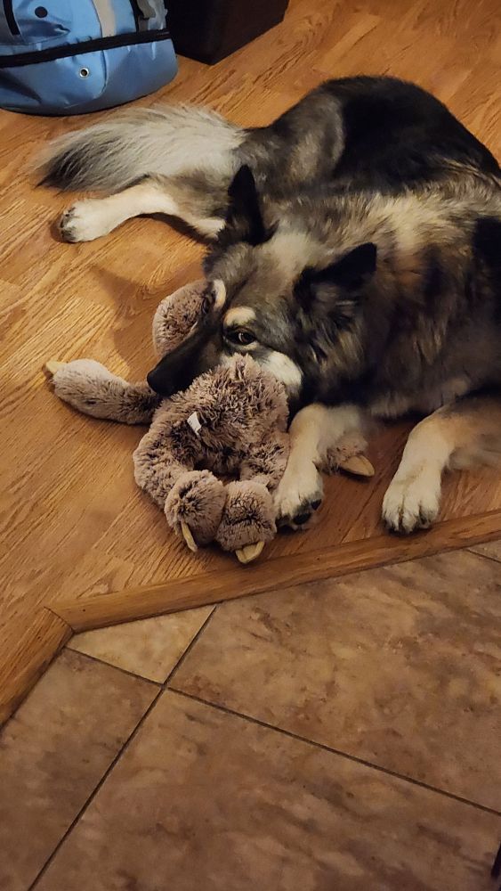A German Shepard mix dog gives side eye while resting her head on a plush sloth on a hardwood floor