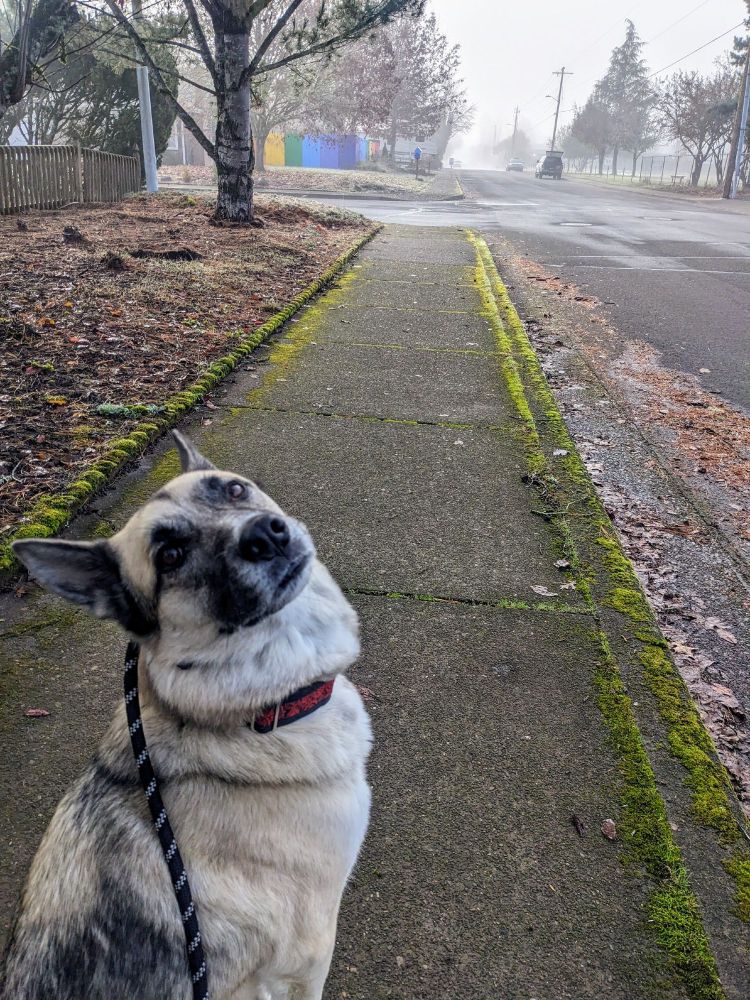 A German Shepard with a leash sitting on a sidewalk on a cold morning looking back at the camera.