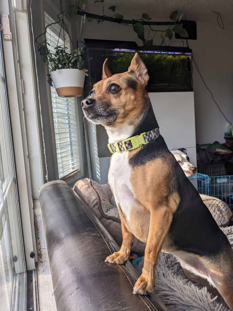 Mixed Chihuahua dog breed staring out the window front legs propped up on the back of a couch. 