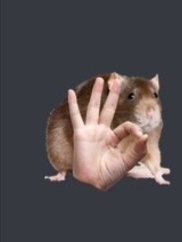 Comment image