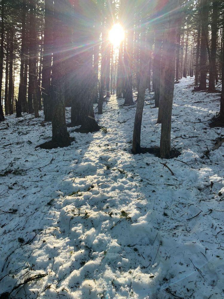 Sun shining through a gap of some fir trees, making a sunny path over dappled snow with twigs scattered on top.