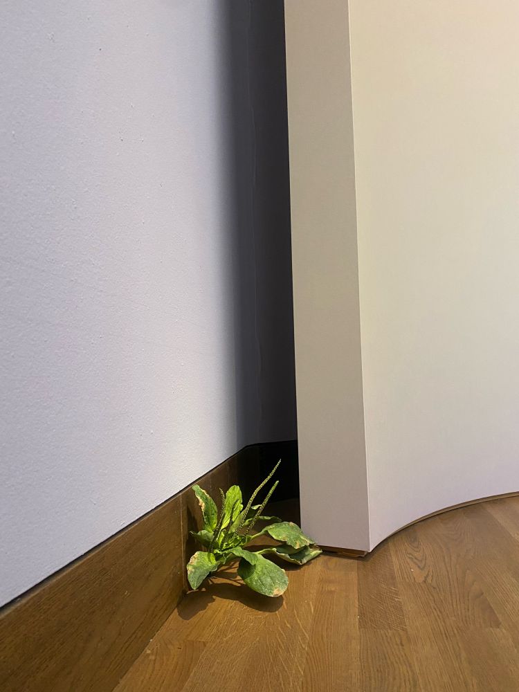 Afbeelding van de beeldhouwkunst van Toni Matelli, hij maakt hyperrealistisch week van brons. Dit is onkruid in een hoek van een museum. 