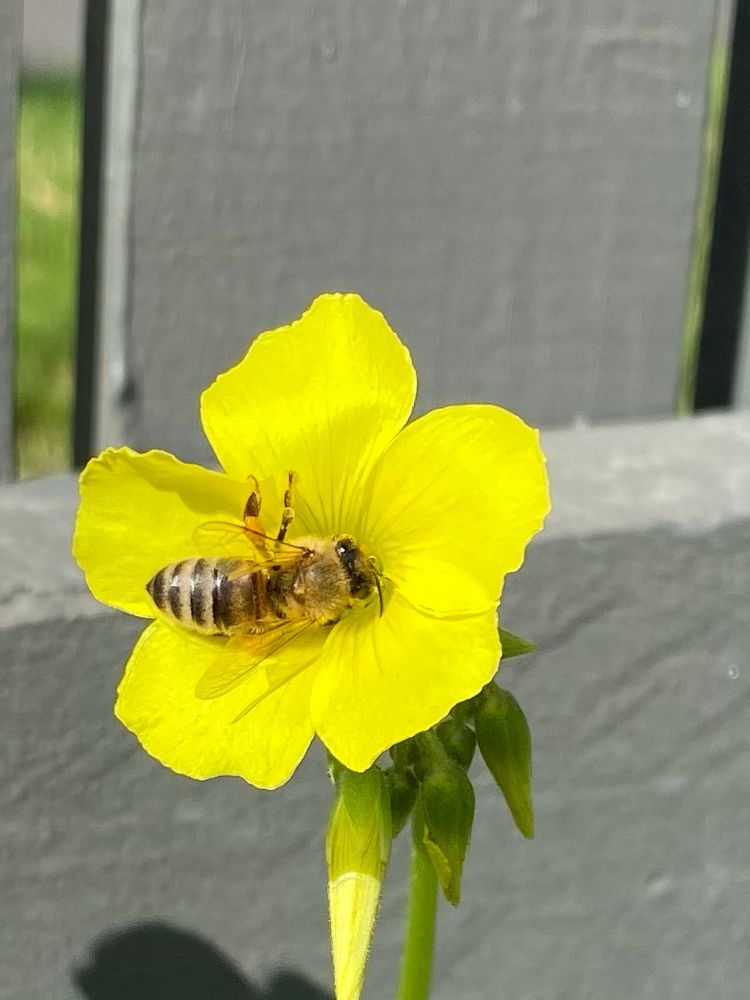 A bee sitting in a bright yellow flower 