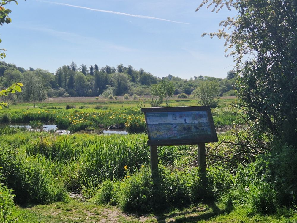 A walk in the woods at Winnall Moors opposite Easton Down near Winchester. By Matthew Buck