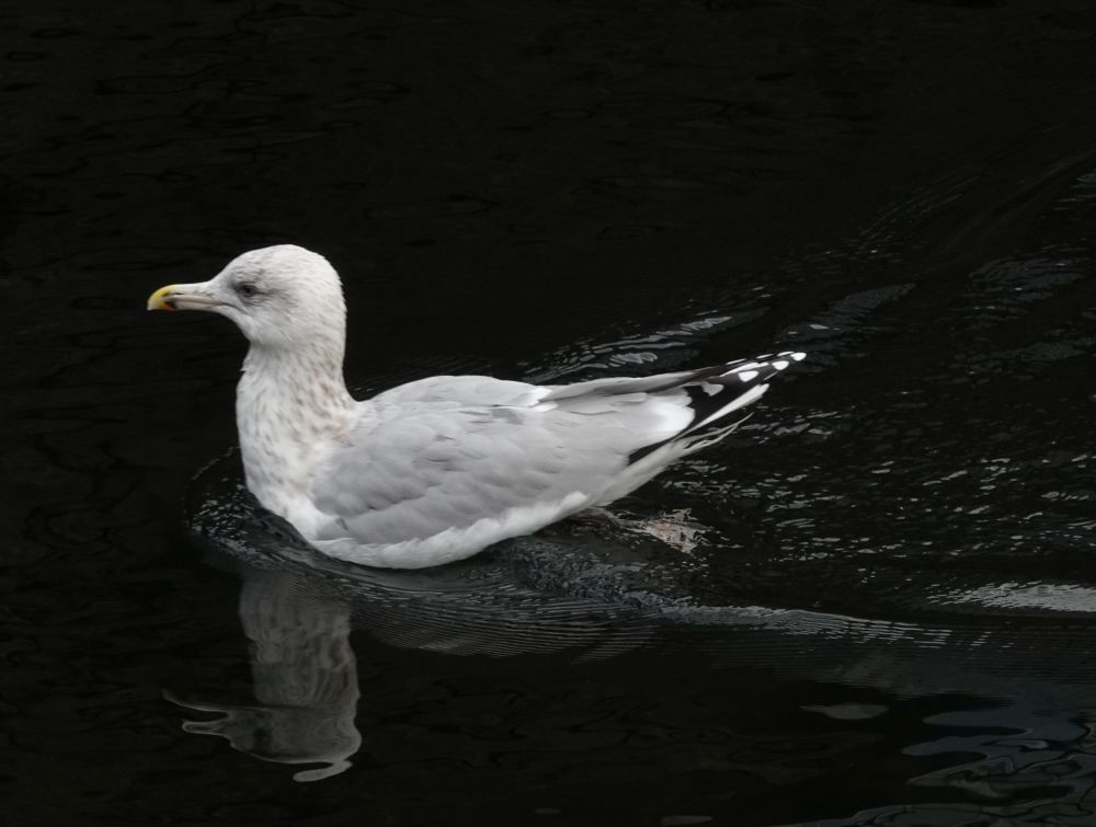 Swimming in the sea.