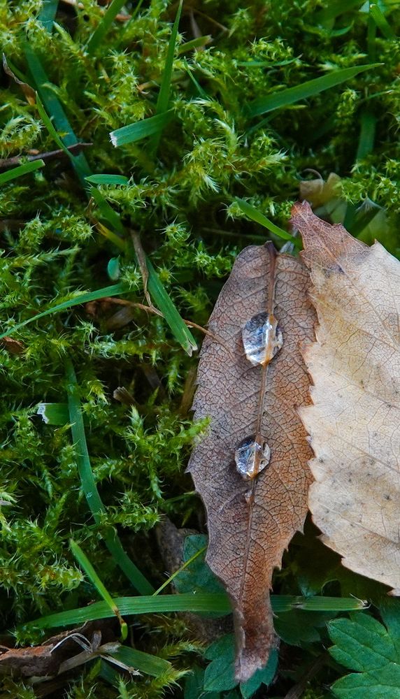 A leaf, with two water drops, on a bed of moss and grass.
