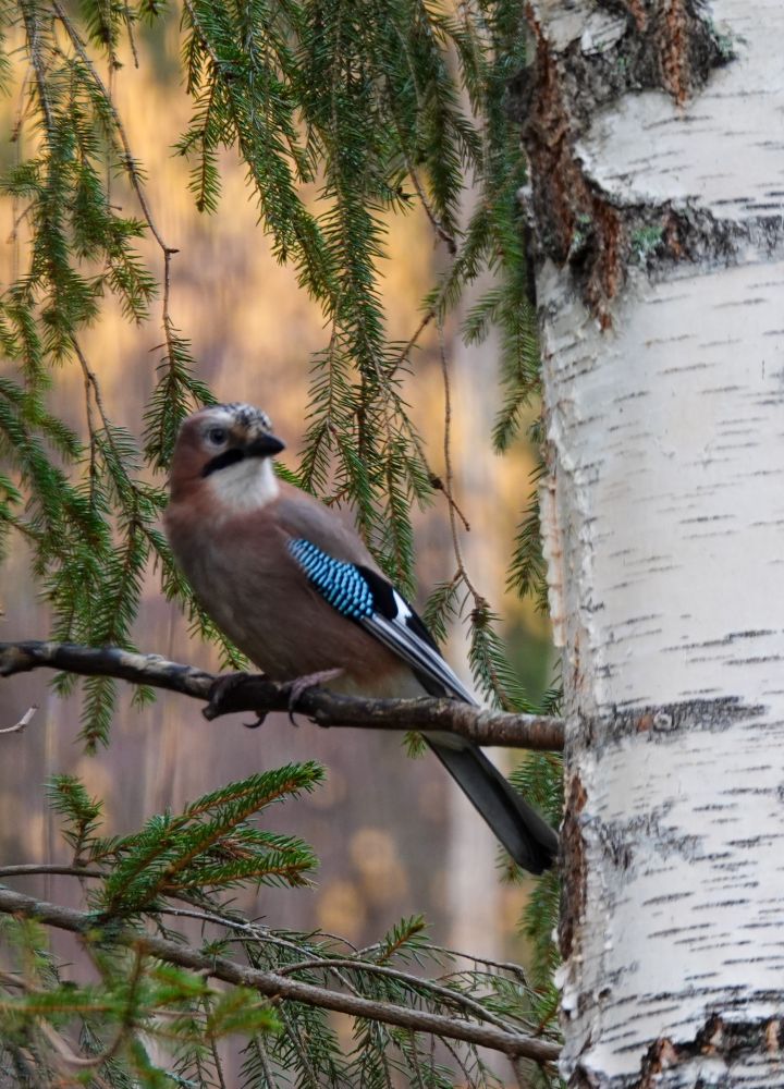 Standing on a branch.