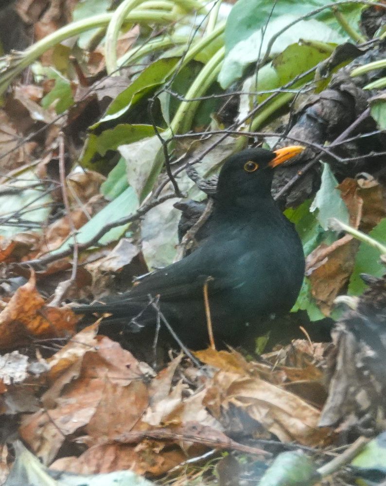 Looking for food in a pile of old leaves. Looks surprised I shot a photo of him.