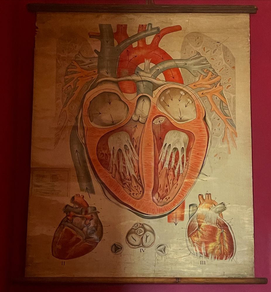 An anatomical chart more than a metre high showing heart anatomy against a red wall