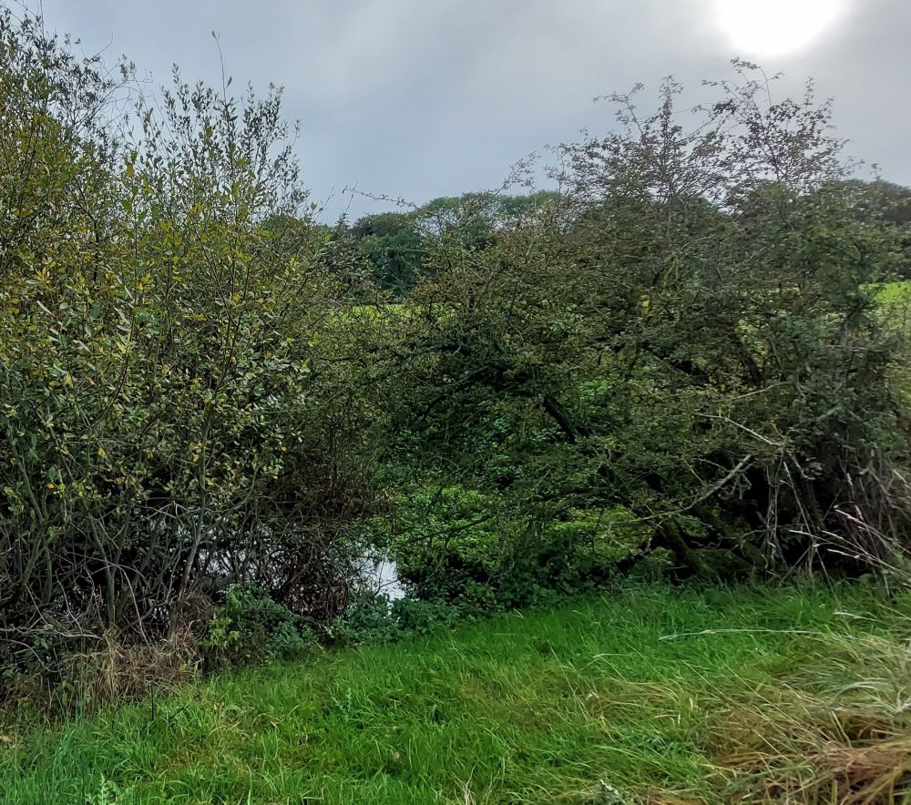 A tree covered pond
