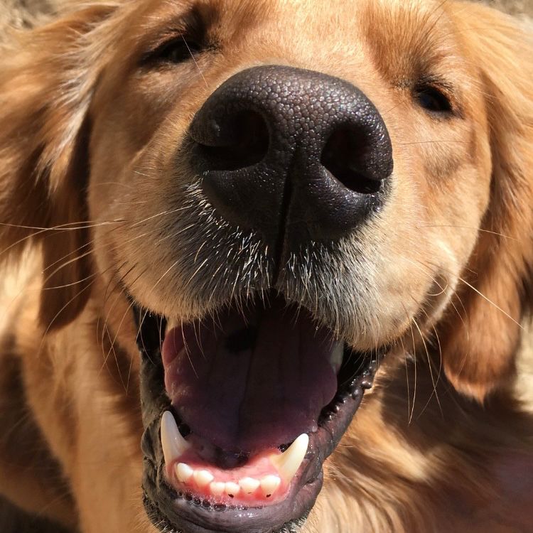 Close-up of face of happy-looking golden retriever.