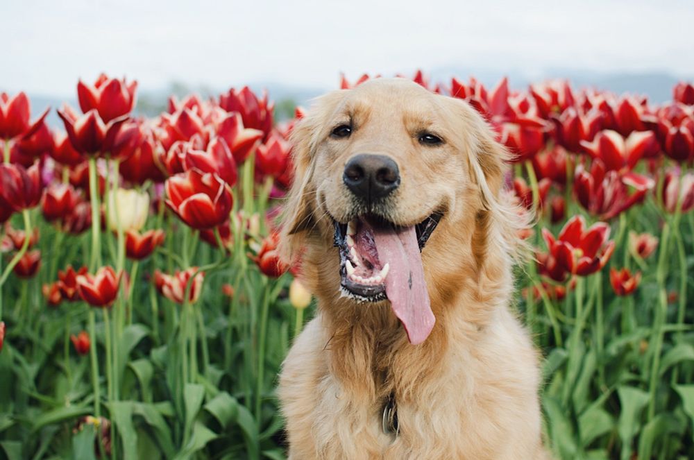 Happy-looking golden retriever sitting in front of a field of red tulips.