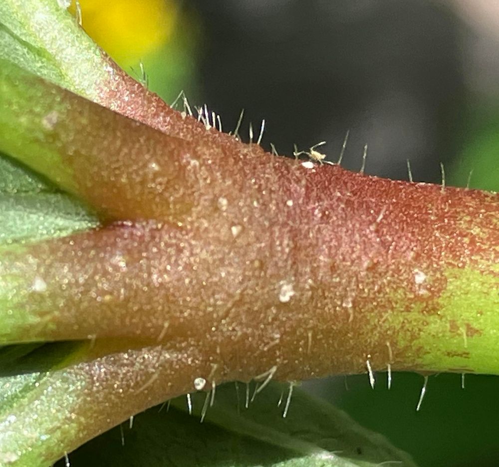 Extreme closeup of red okra underside of start of leaf where it begins at stem of leaf. As the stem transitions into the leaf the one stem transitions into four larger ribs which adds some stiffness to the leaf. 

At the intersection of stem and leaf the color is a slightly brownish red. After that on either end the color is green. Tiny hairs on the stem are clearly visible. Very small whiteish blobs might be bugs?!?