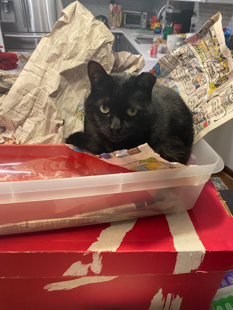 A black cat staring at the camera from within a nest of newspapers in a plastic tub.