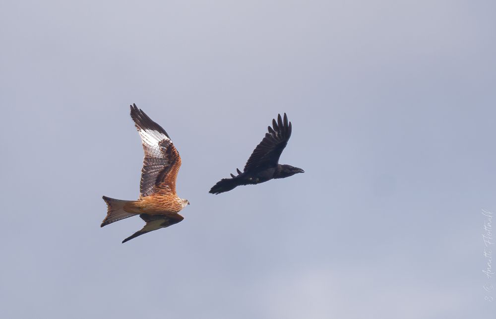 red kite chasing raven. Part of a long f(l)ight
5 days after the 2nd operation on my right wrist
