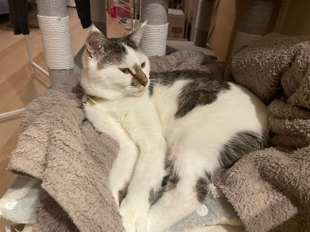 猫