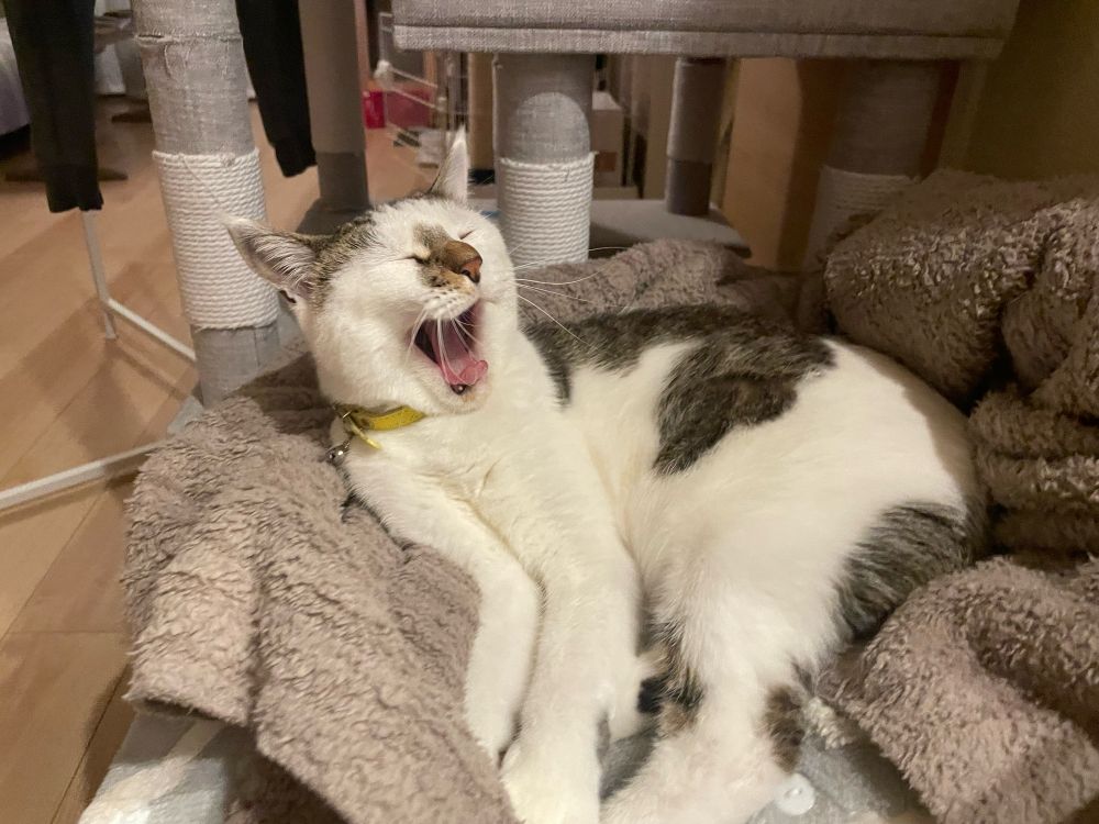 あくびをする猫