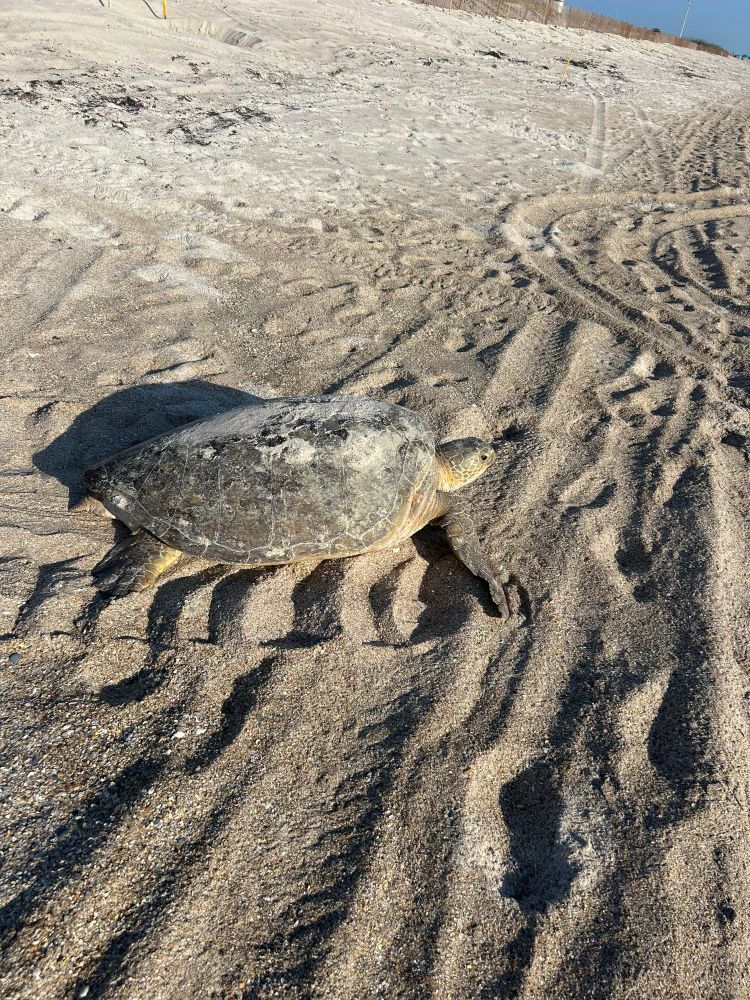 Sea turtle on the sand 