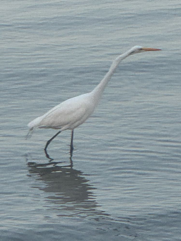White egret in water 