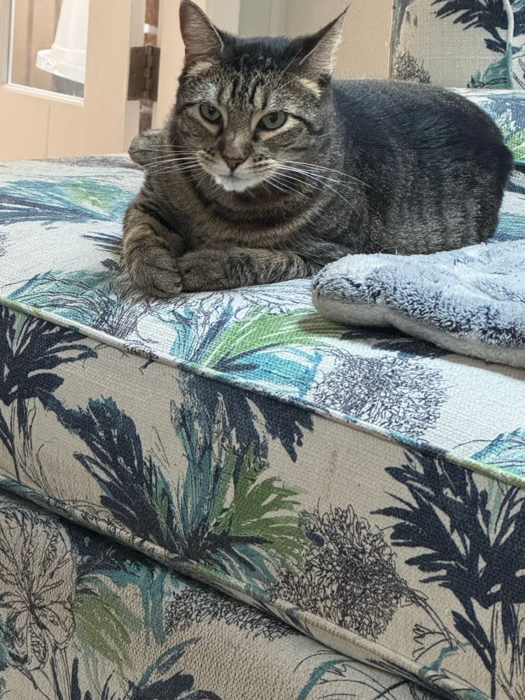 Striped brown and black kitten sitting on a chair