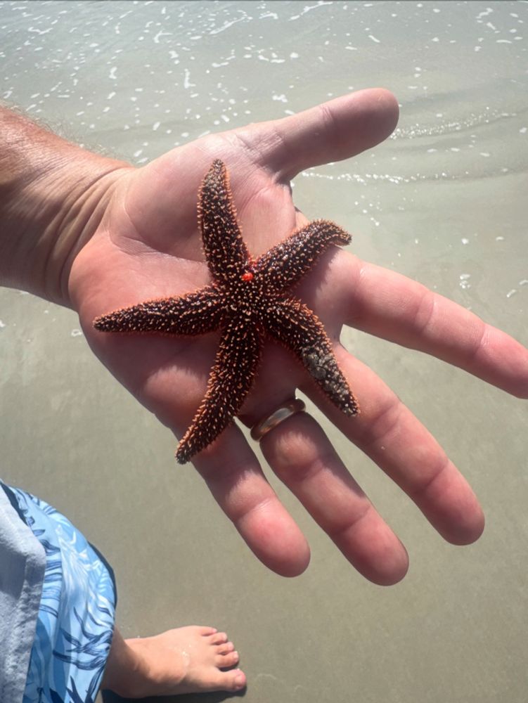 Starfish found on the beach