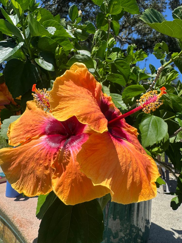 Orange and pink hibiscus