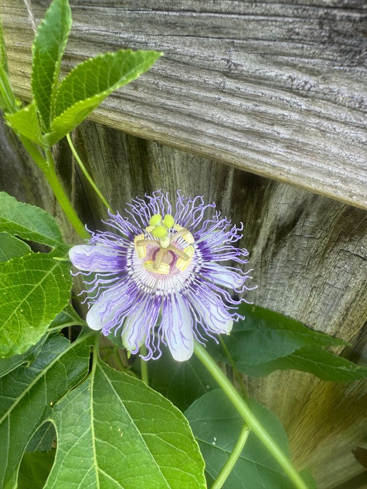 Purple passion flower