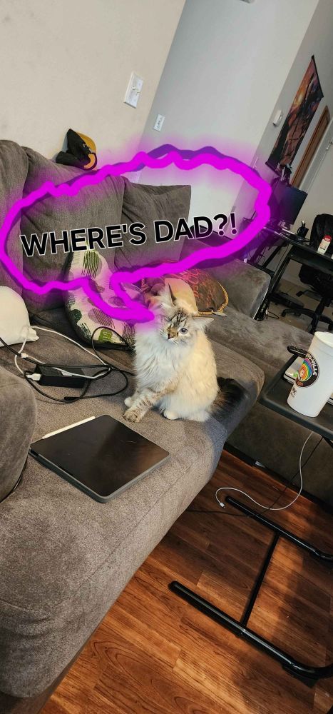 White and black stripped Siamese cat misses her owner while they are at the hospital.  A speech bubble has the cat saying,  "where's dad?!".