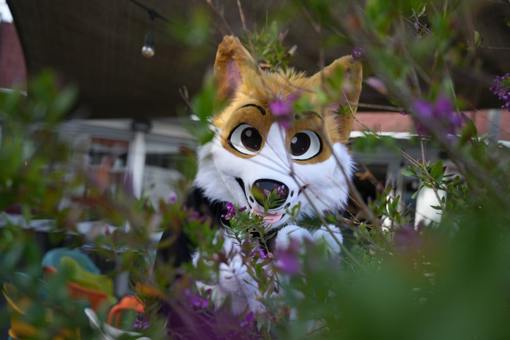 Un homme déguisé en corgi, renifle des fleurs.

Man dressed as corgi, sniffs flowers.