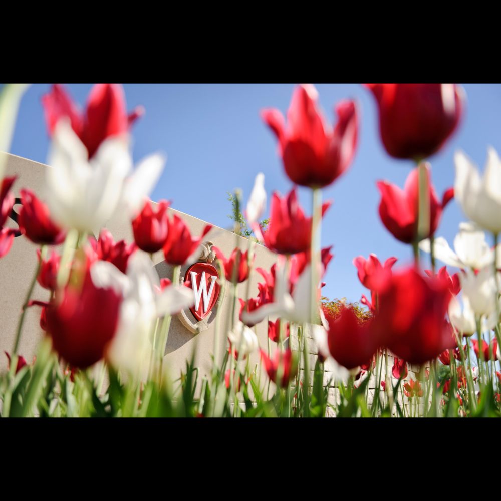 Tenure Track Faculty in Tumor Virology  - Madison, Wisconsin, United States