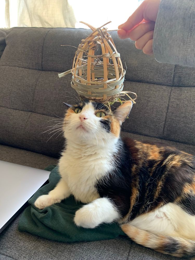 Calico and white cat with a basket thing