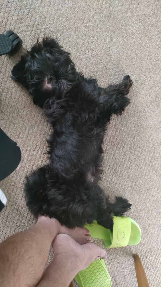 A bundle of hair in the rough shape of a dog, asleep on my foot, after a long day of doing nothing useful.
