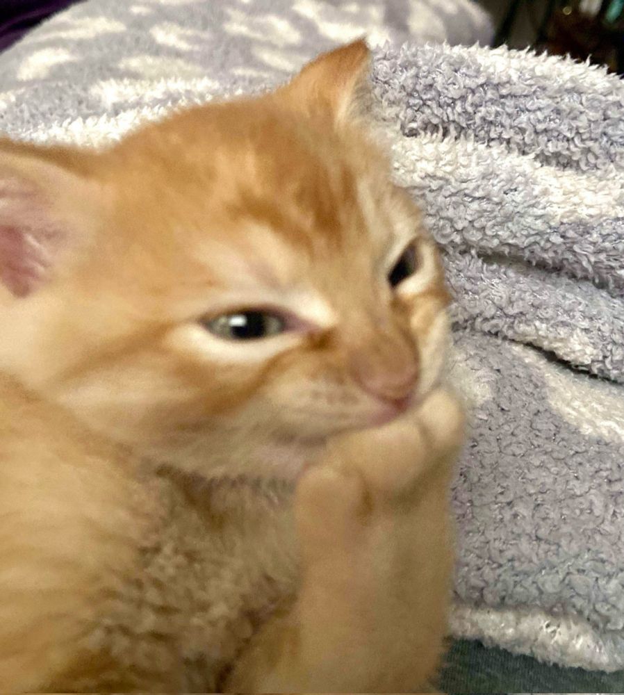 Smiling cat