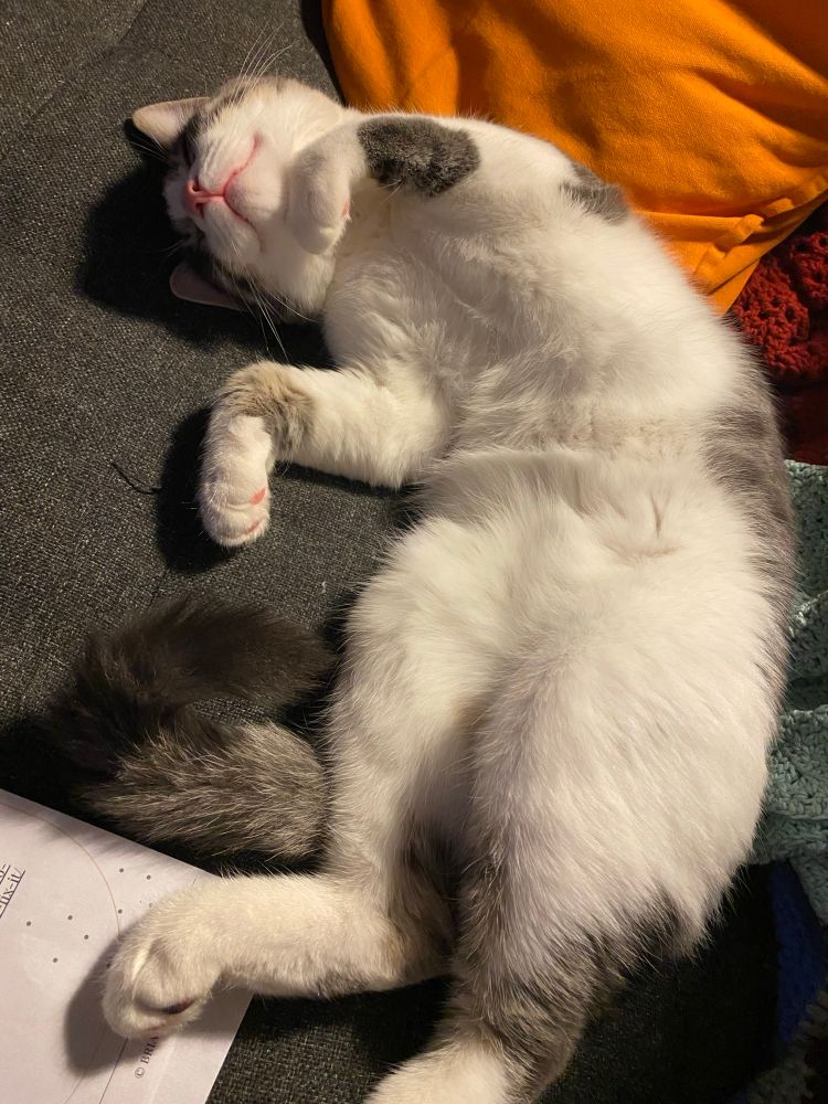 Grey and white kitten with a pink nose, laying on his back with his paws up 