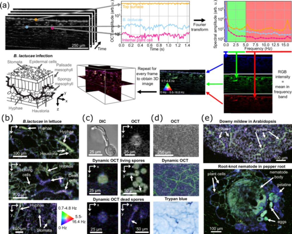 Revealing real-time 3D in vivo pathogen dynamics in plants by label-free optical coherence tomography - Nature Communications