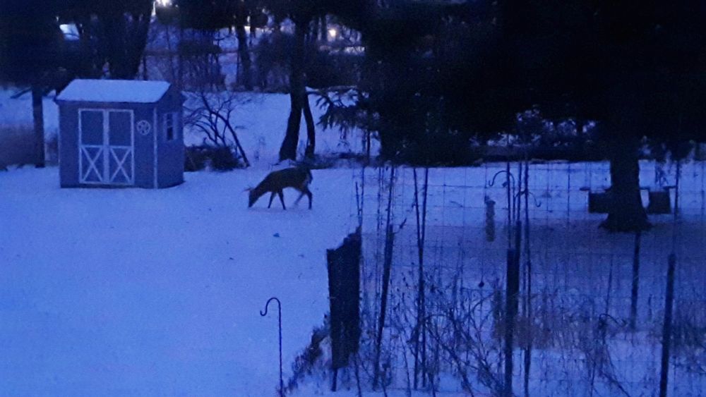 deer crossing snow-covered back yard at dusk