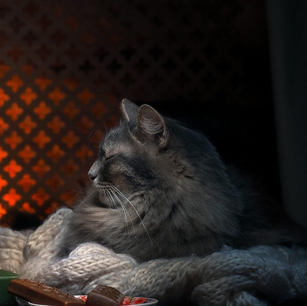 Foto di gatto grigio a pelo lungo che sonnecchia su un maglione di lana