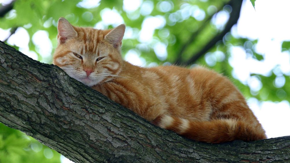 Gatto rossiccio tigrato sdraiato su un ramo