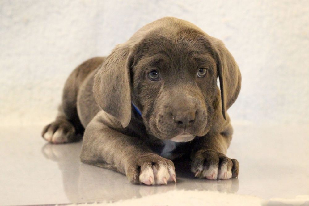 A puppy picture of our dog. 