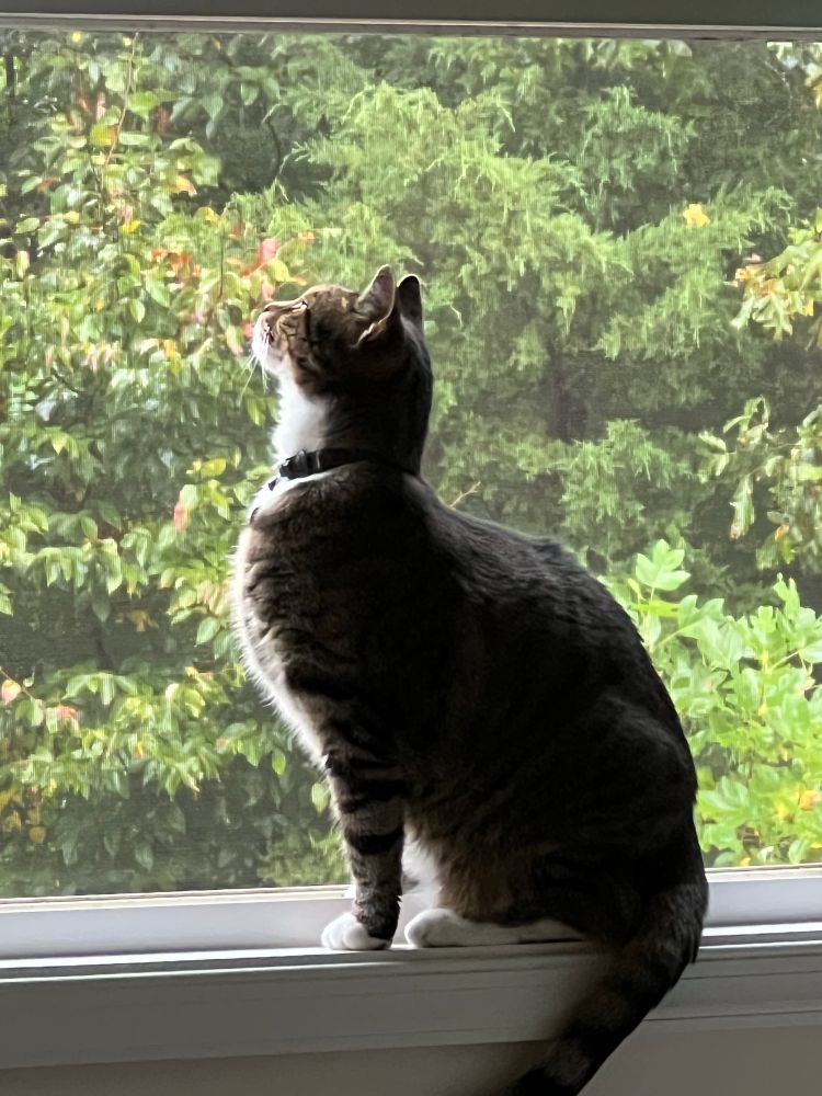 Our cat enjoying a breeze & nature 