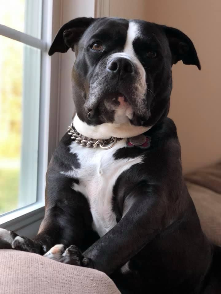 A candid picture of our dog 