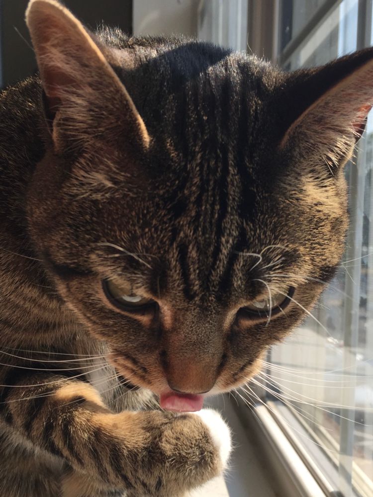 Our cat licking his paw