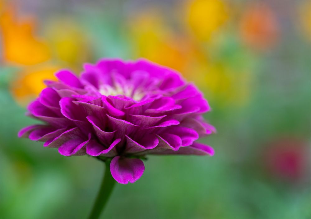 A deep pink zinnia flower in focus, with a colorful backdrop of other flowers behind.