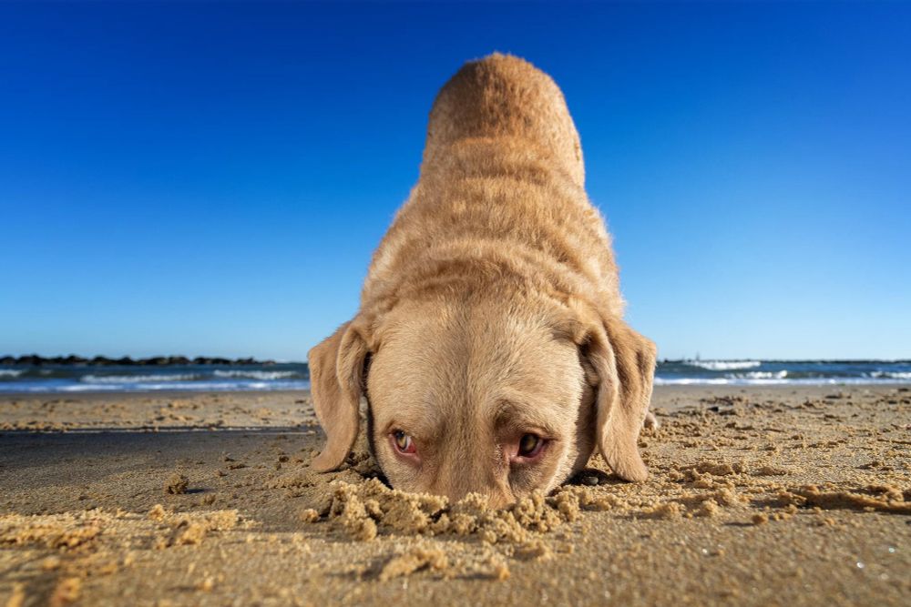Chesapeake Bsy Retriever with his face buried in the sand. 